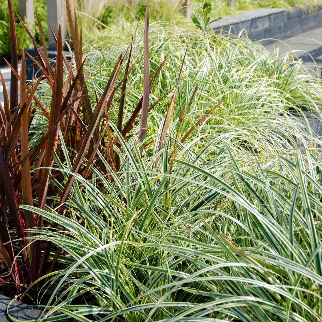 Carex hachijoensis 'Evergold' (Japanische Segge) – 6 Pflanzen, Ø 14 cm, 25 cm hoch – Bild 2