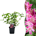Buske Deutzia hybrida Strawbery Fields – rosa – Ø17 cm, 45 cm høj