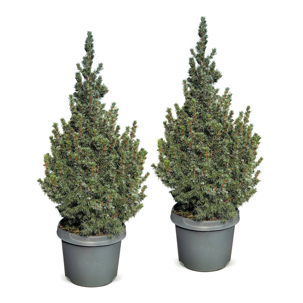 2× Picea glauca Sander's Blue (kerstboompje) – Ø23 cm, 60 cm hoog