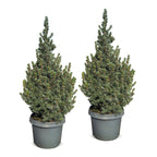 2× Picea glauca Sander's Blue (kerstboompje) – Ø23 cm, 60 cm hoog