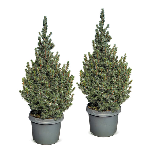 2× Picea glauca Sander's Blue (kerstboompje) – Ø23 cm, 60 cm hoog
