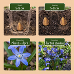 Scilla de Sibérie (Scilla siberica) – 200 bulbes (taille 7/8)