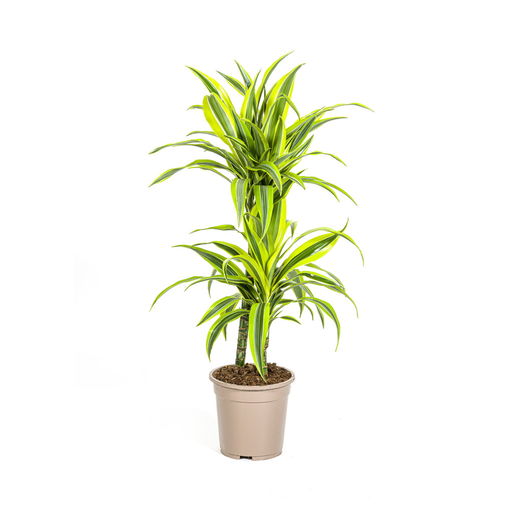 Dracaena Deremensis Lemon Lime (drakträd) – Ø19 cm, 70–90 cm hög
