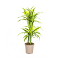 Dracaena Deremensis Lemon Lime (drakträd) – Ø19 cm, 70–90 cm hög