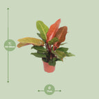 Philodendron Prince of Orange – Ø 17 cm, 45 cm hoch