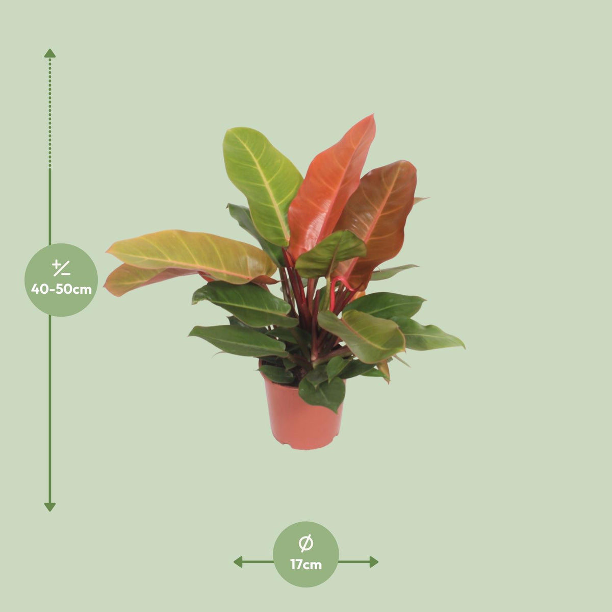 Philodendron Prince of Orange – Ø17 cm, 45 cm hoog