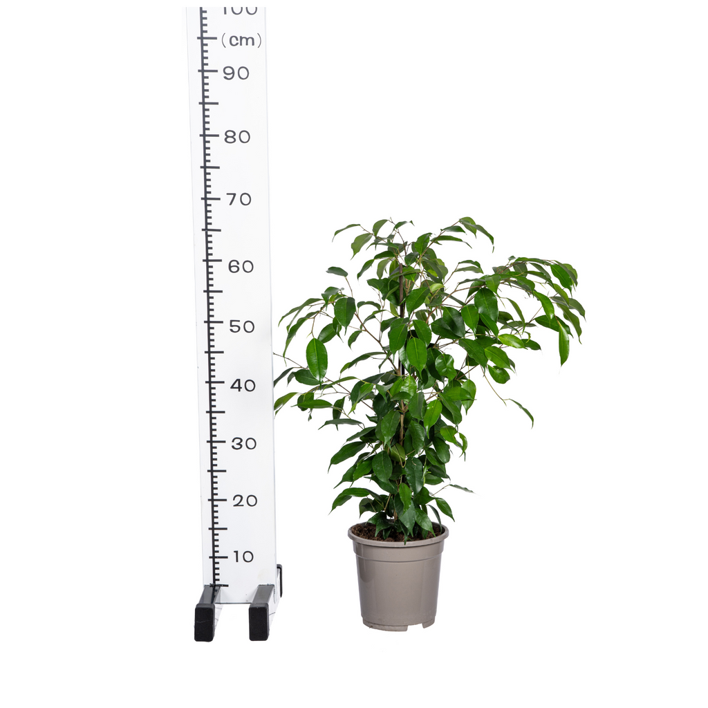 Ficus benjamina Exotica (Weiner-Ficus) – Ø 17 cm, 60–80 cm hoch