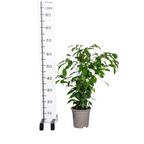 Ficus benjamina Exotica (Weiner-Ficus) – Ø 17 cm, 60–80 cm hoch