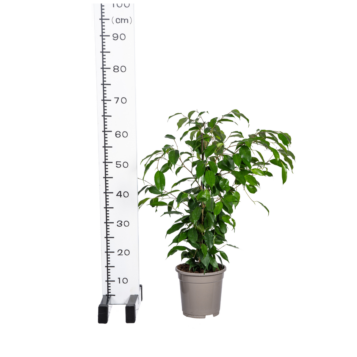 Ficus benjamina Exotica (treurvijg) – Ø17 cm, 60–80 cm hoog