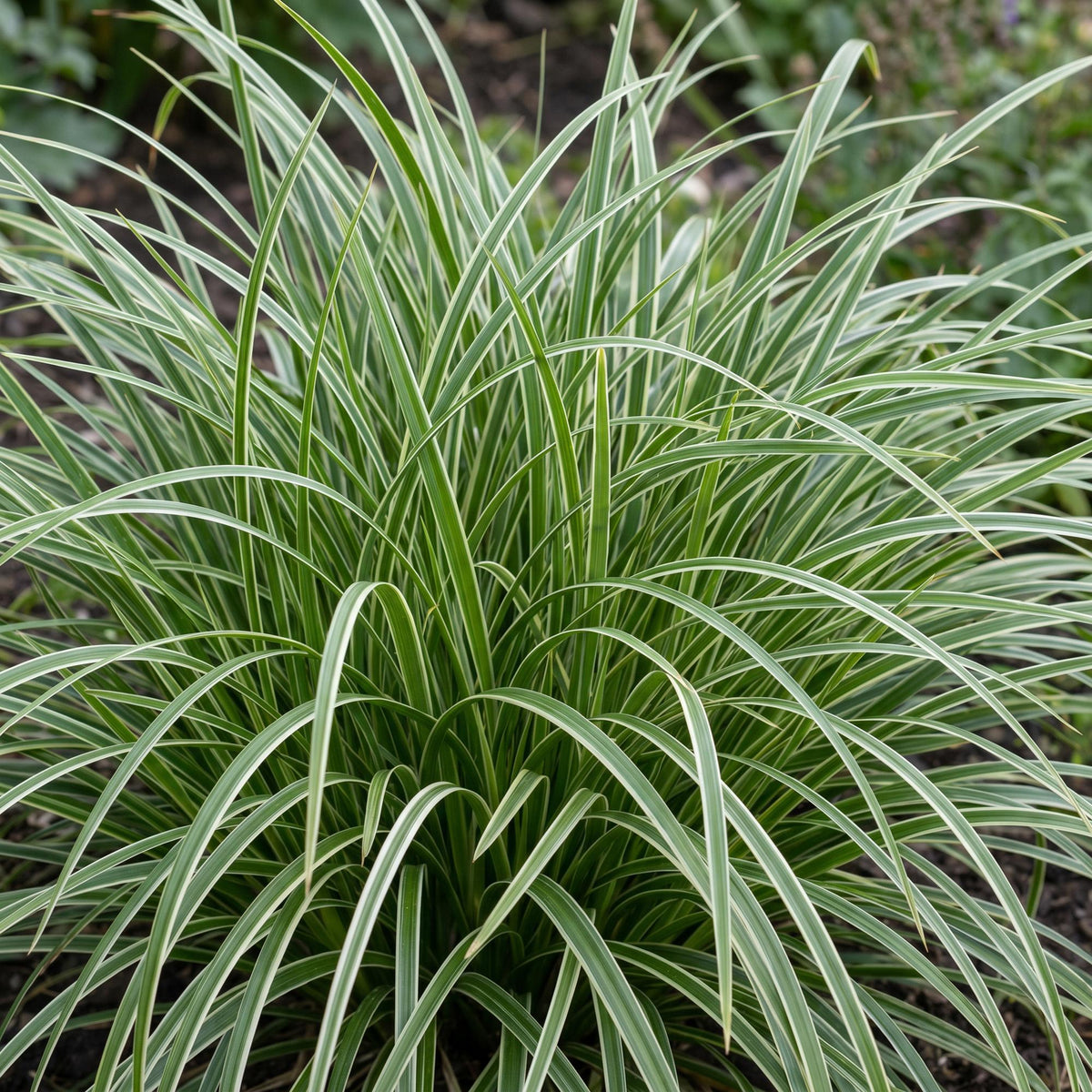 Carex morrowii 'Ice Dance' (laîch du Japon) – 12 plants, Ø11 cm, 15–25 cm de haut – photo 5