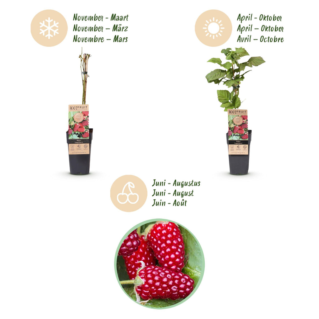 Rubus 'Thornless Loganberry' (framboise) – 2 plants, Ø15 cm, 50 cm de haut – photo 4