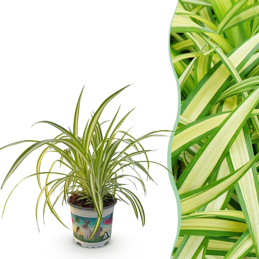 Chlorophytum comosum Variegatum (Grünlilie) – Ø 12 cm, 20 cm hoch