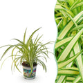 Chlorophytum comosum Variegatum (Grünlilie) – Ø 12 cm, 20 cm hoch
