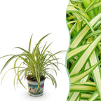 Chlorophytum comosum Variegatum (Grünlilie) – Ø 12 cm, 20 cm hoch