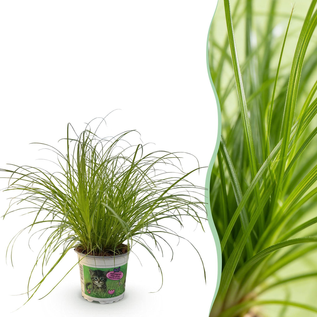 Cyperus alternifolius Zumula (cyperusgras) – Ø12 cm, 20 cm hoog