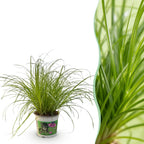 Cyperus alternifolius Zumula (cyperusgras) – Ø12 cm, 20 cm hoog