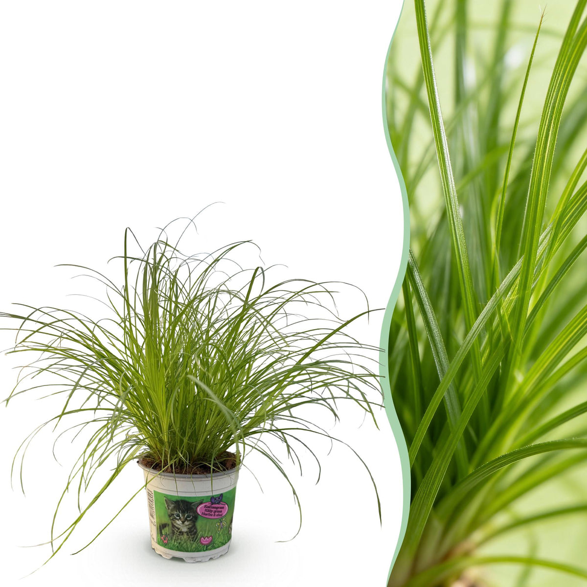 Cyperus alternifolius Zumula (cyperusgras) – Ø12 cm, 20 cm hoog