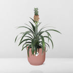 Ananas Mi Amigo i ELHO Vibes Fold 14 cm pink (ananasplante) – 40 cm høj