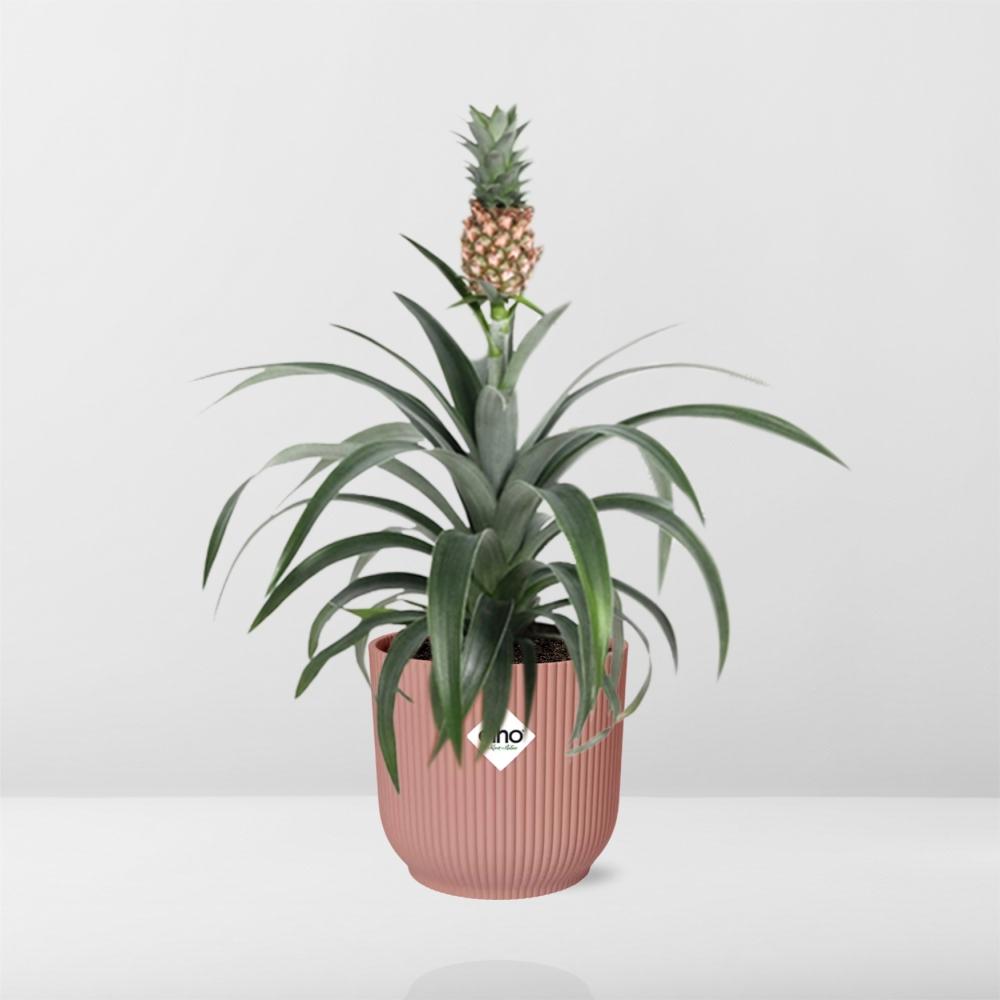 Ananas Mi Amigo i ELHO Vibes Fold 14 cm pink (ananasplante) – 40 cm høj – billede 6