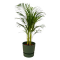 Palmier areca (Dypsis) dans pot décoratif rond vert Greenville – Ø 19 cm, 120 cm de haut
