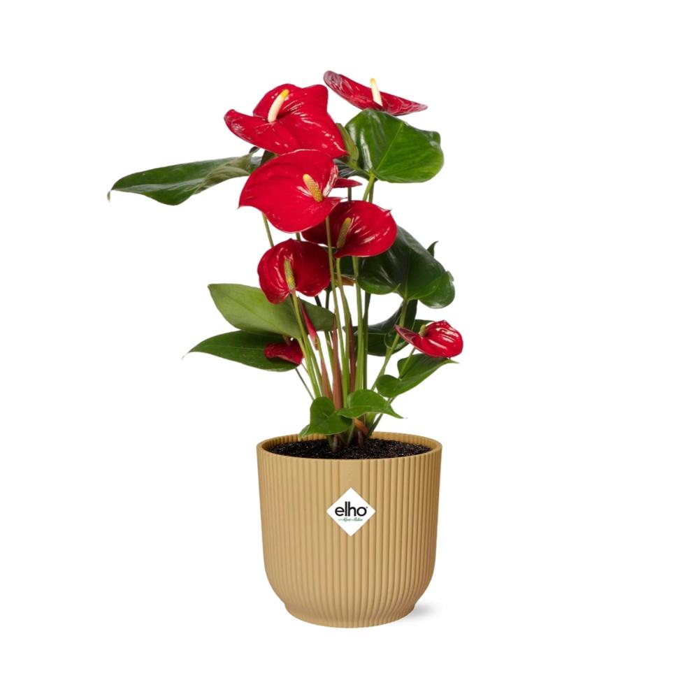 Anthurium Red 12cm in ELHO Vibes Fold 14cm gelb (Flammenlilie) – 40 cm hoch – Bild 2