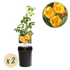 Campsis radicans 'Flave' (trompetklatrer) – gul – 2 planter, Ø11 cm, 40 cm høje