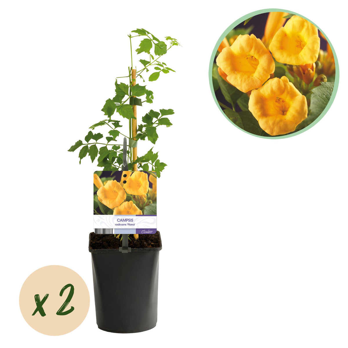 Campsis radicans 'Flave' (trompetklatrer) – gul – 2 planter, Ø11 cm, 40 cm høje