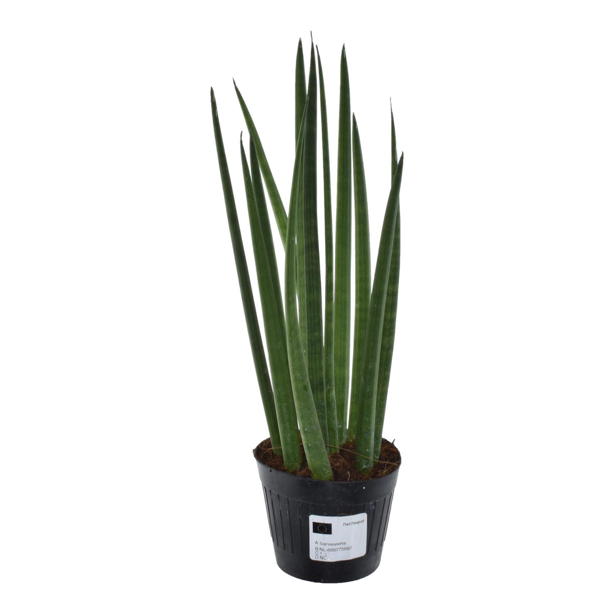 Sansevieria cylindrica 'Bacularis' / Mikado (vrouwentong) – Ø10 cm, 38 cm hoog