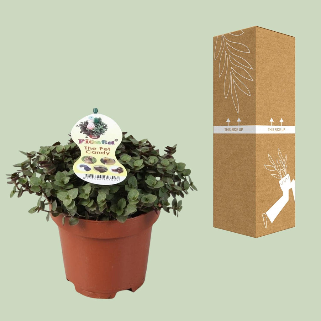 Callisia Repens – Ø12 cm, 17 cm høj