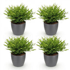 4× Bamusa Pogonatherum Monica (Bambusgras) im grauen Tontopf – Ø 12 cm, 20 cm hoch
