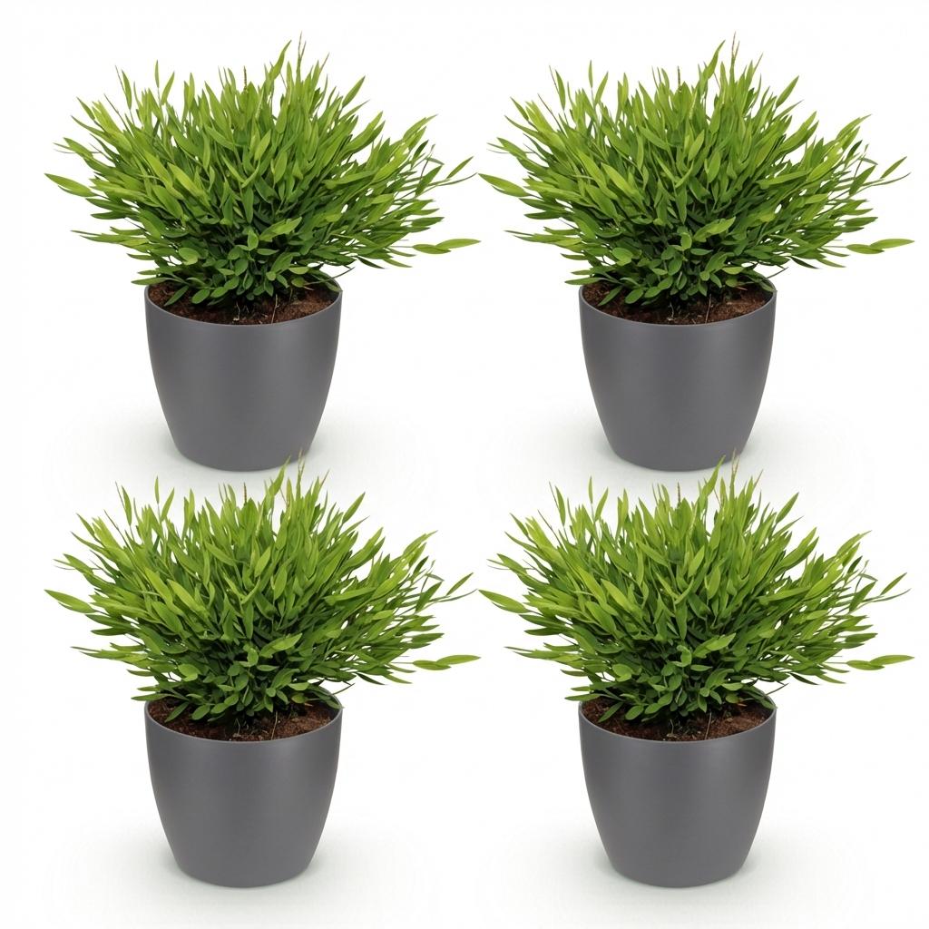 4× Bamusa Pogonatherum Monica (Bambusgras) im grauen Tontopf – Ø 12 cm, 20 cm hoch – Bild 2