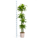 Dracaena Deremensis Dorado (drakenboom) – Ø27 cm, 170–190 cm hoog