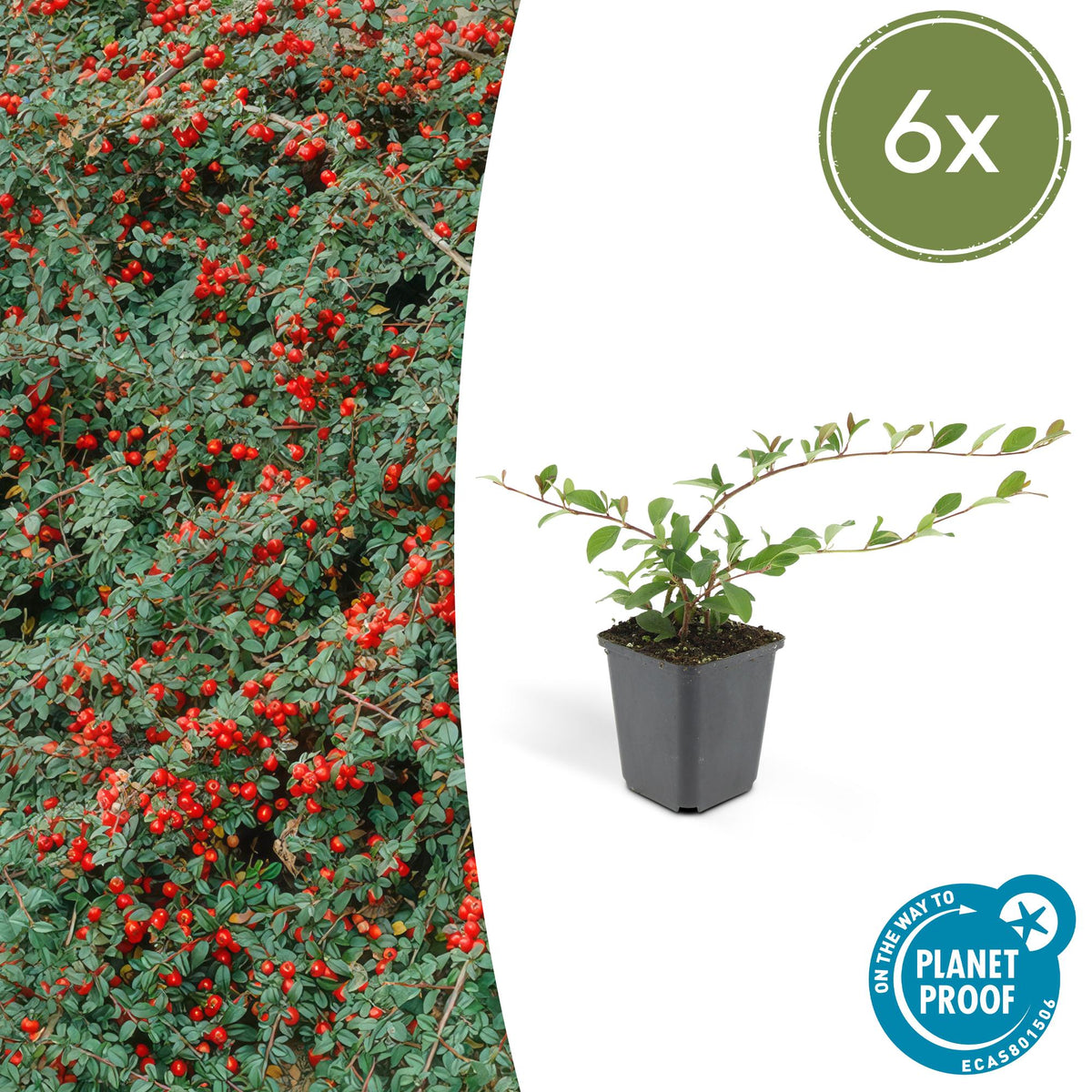 Cotoneaster dam. 'Major' (cotoneaster) – 6 plants, Ø9 cm, 25 cm high – photo 2