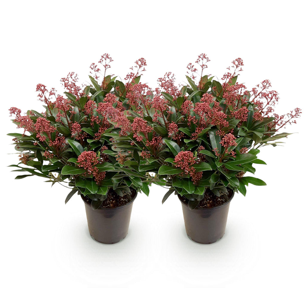 Skimmia japonica 'Rubella' – rød – 2 planter, Ø19 cm, 60 cm høj – billede 2