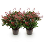 Skimmia japonica 'Rubella' – rød – 2 planter, Ø19 cm, 60 cm høj