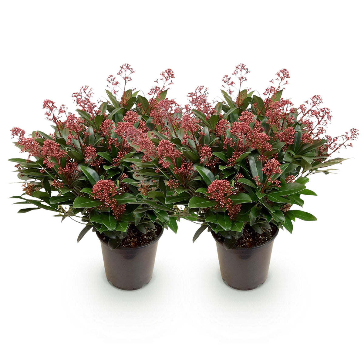 Skimmia japonica 'Rubella' – rød – 2 planter, Ø19 cm, 60 cm høj – billede 2