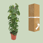 Philodendron scandens – Ø24 cm, 120 cm de haut