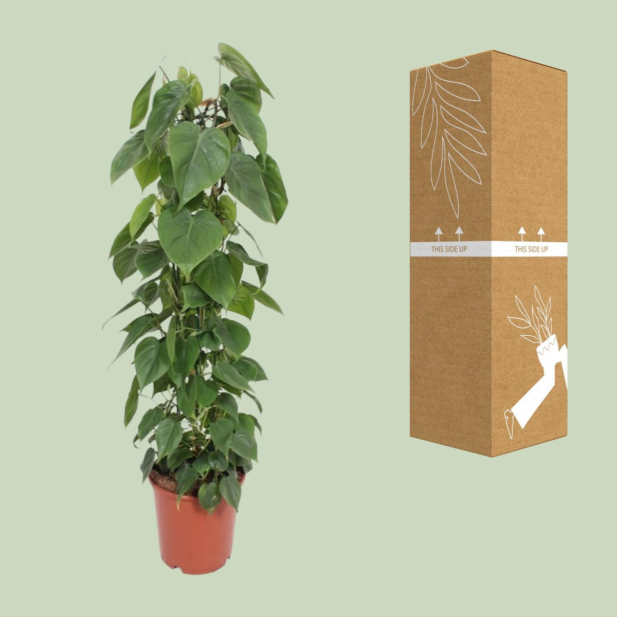 Philodendron scandens – Ø24 cm, 120 cm de haut