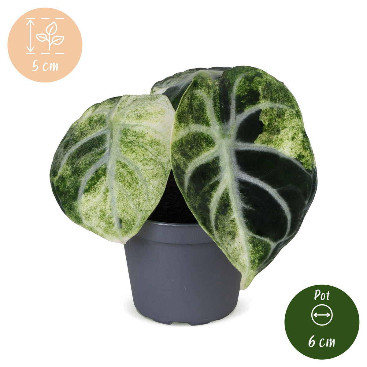 Alocasia Ninja Variegata (elefantøre) – Ø6 cm, 5 cm høj