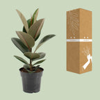 Ficus elastica Robusta (gummitræ) – Ø17 cm, 55 cm høj