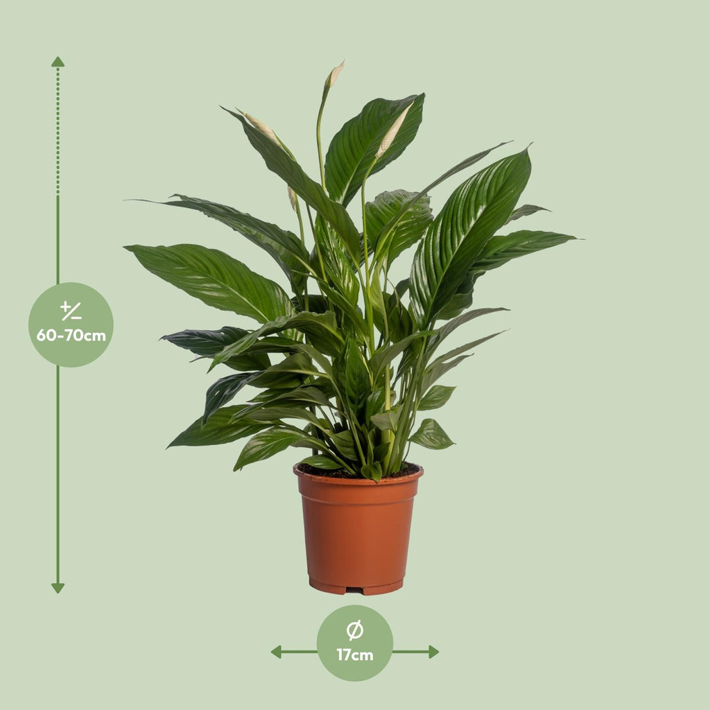 Spathiphyllum Vivaldi (lepelplant) – Ø17 cm, 70 cm hoog