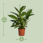 Spathiphyllum Vivaldi (lepelplant) – Ø17 cm, 70 cm hoog