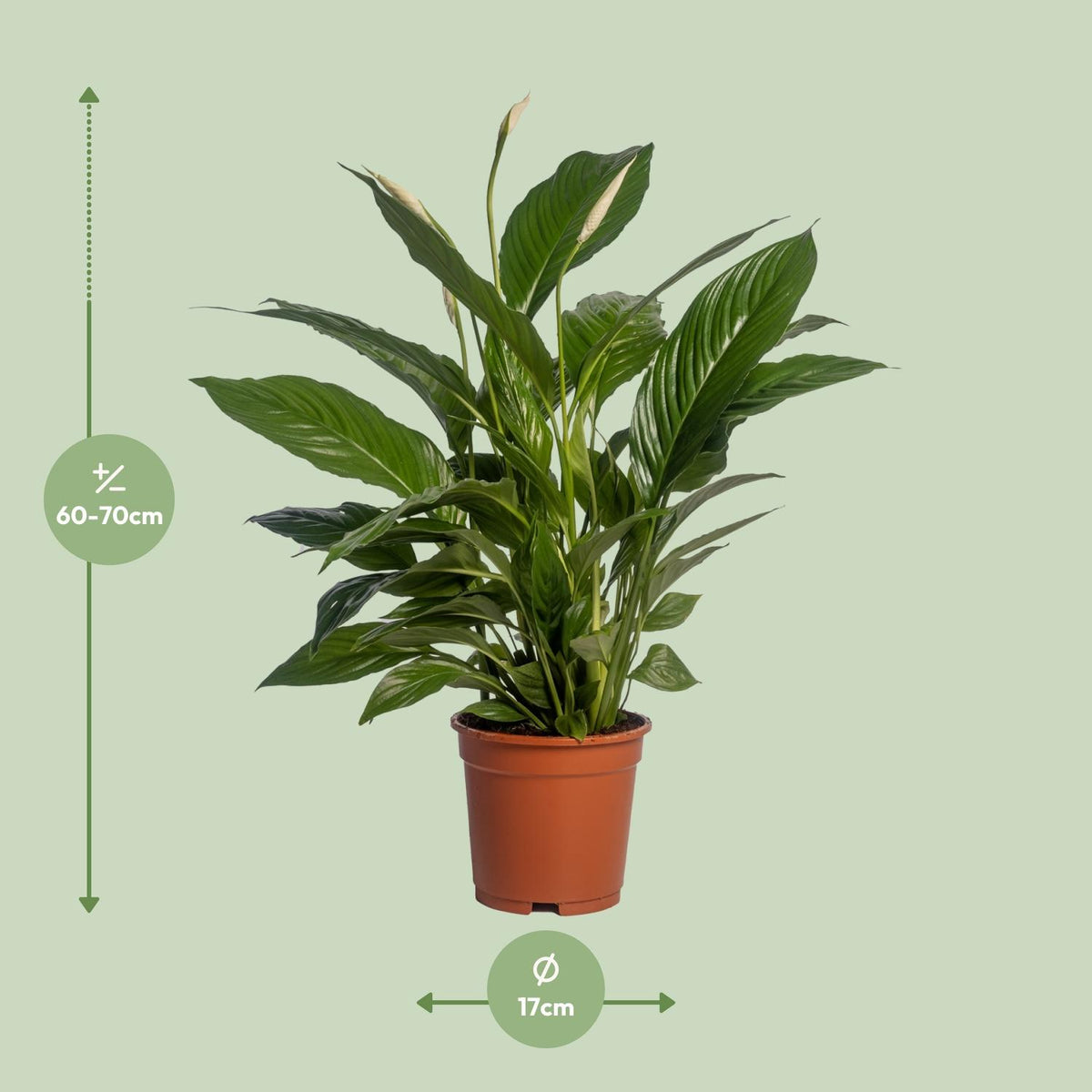 Spathiphyllum Vivaldi (lepelplant) – Ø17 cm, 70 cm hoog