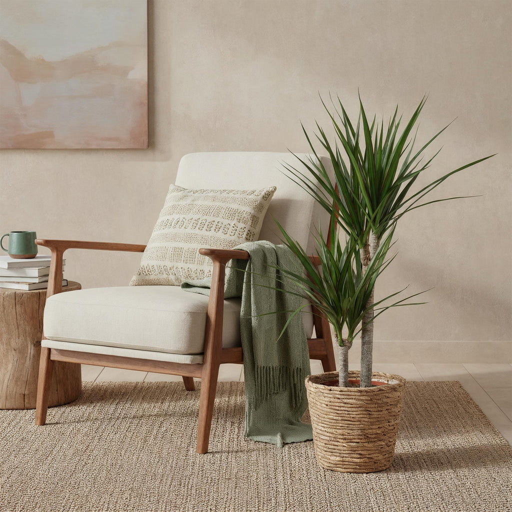 Dracaena marginata (dragebreg) med kurv – Ø21 cm, 90–100 cm høj
