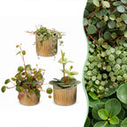 3× Baby Peperomia Mix incl. Linnea Honey – Ø6 cm, 5–15 cm hoog