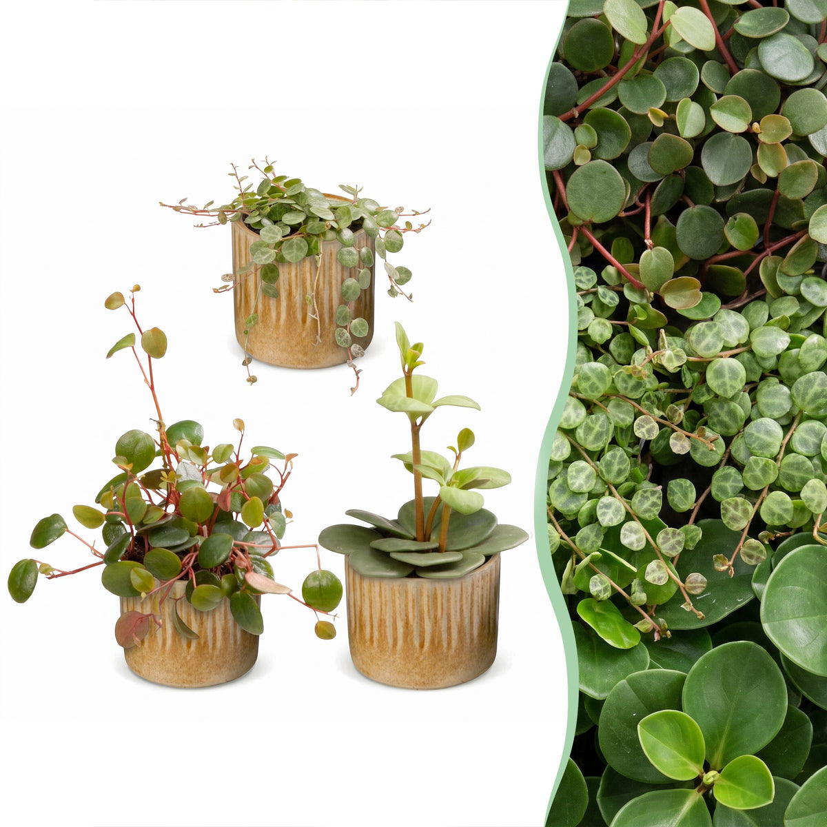 3× Baby Peperomia Mix incl. Linnea Honey – Ø6 cm, 5–15 cm hoog