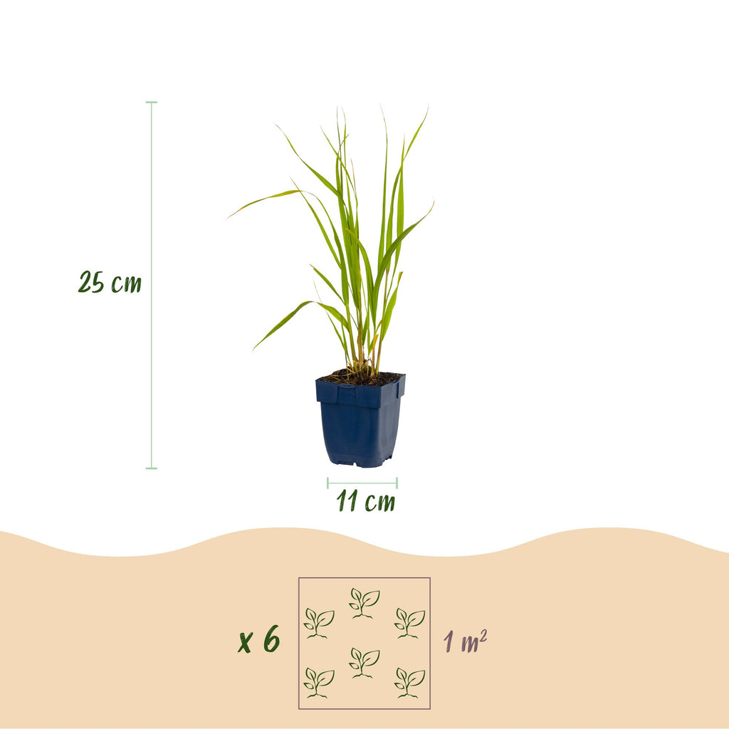 Molinia caer. 'Heidebraut' (molinia) – 12 plants, Ø11 cm, 15–25 cm de haut – photo 3