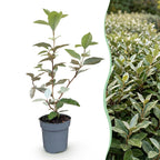 Olive willow (Elaeagnus) – 24 plants, Ø9 cm, 25–35 cm high