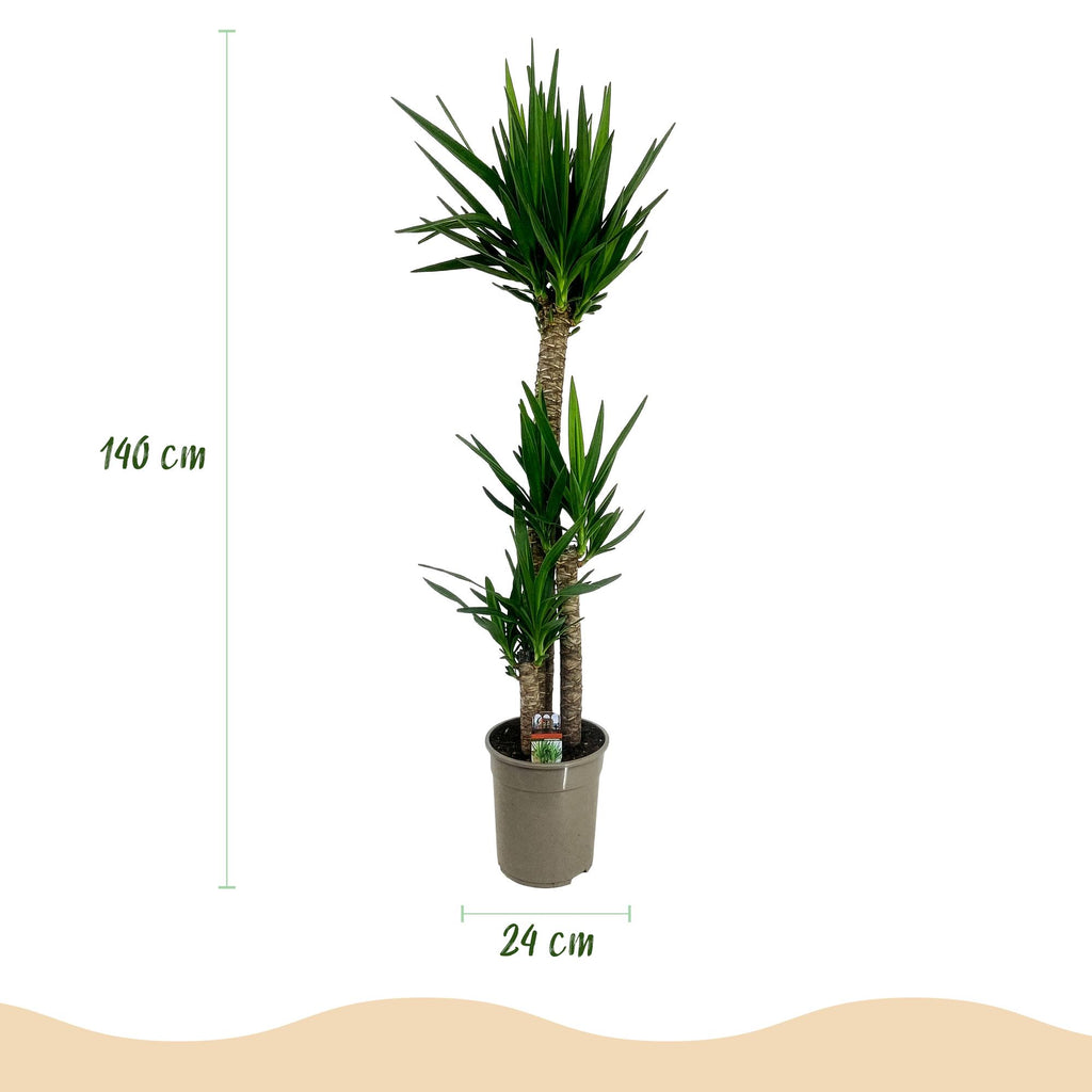 Yucca elephantipes – Ø 24 cm, 140 cm hoch