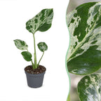 Monstera deliciosa Bulbarsaur (plante percée) – Ø6 cm, 18 cm de haut